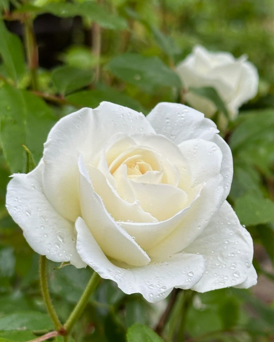 北海道の庭｜今週の花　バラの季節