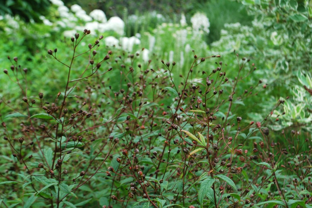 北海道 宿根草の育て方｜7月　盛夏は種類による花切りが大事