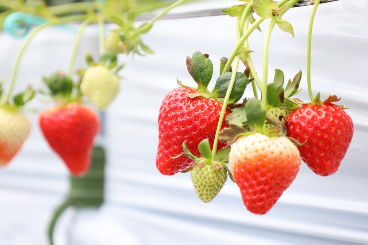 【2026最新版】徳島いちご狩りスポット・おすすめ15選！家族のおでかけ＆レジャーにぴったり