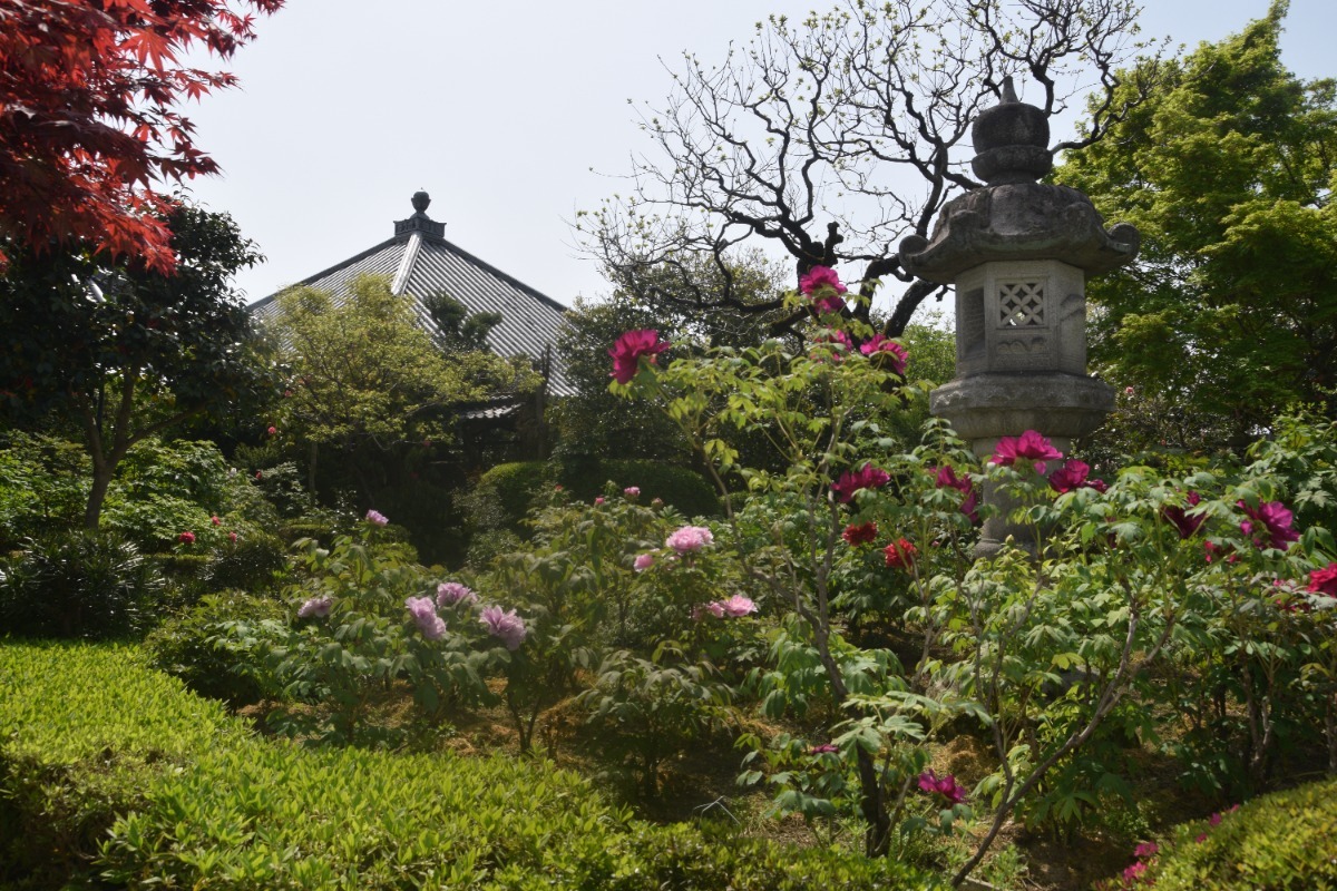 【奈良】ぼたん、しゃくなげが見頃の寺4選