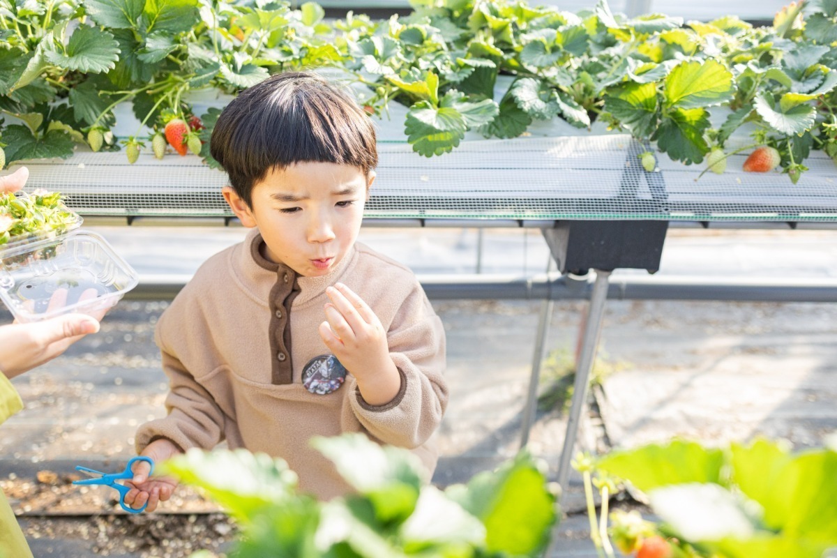 【2026最新版】徳島いちご狩りスポット・おすすめ14選！家族のおでかけ＆レジャーにぴったり