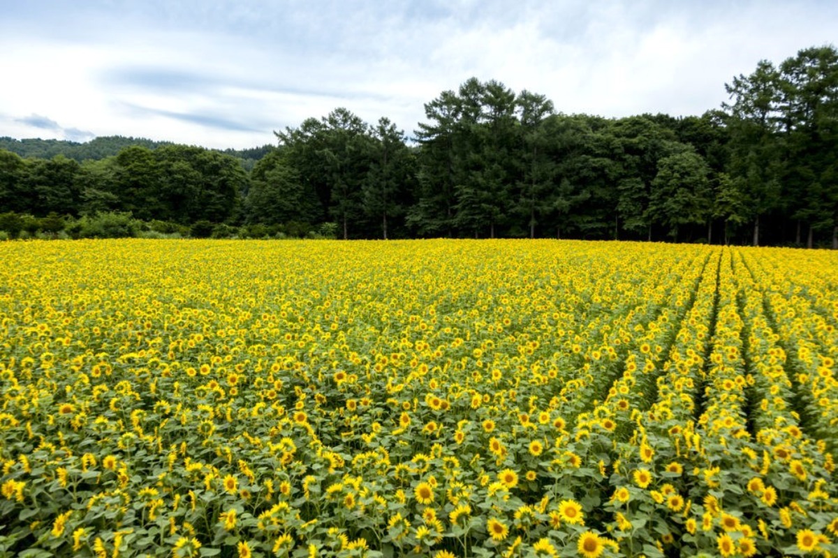 北海道のひまわり畑 2024　おすすめ絶景スポット！