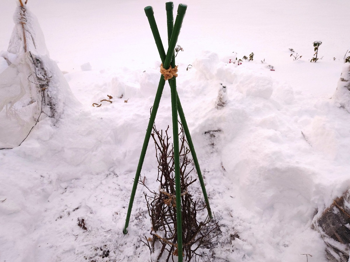 北海道 バラの育て方｜12月　冬囲い ～越冬時の枝折れ防止・防寒
