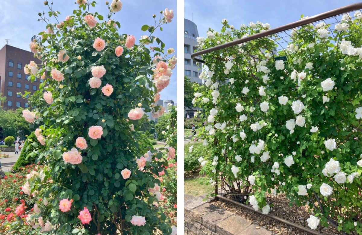大通公園のバラが見ごろ!サンクガーデンで花と香りを感じて
