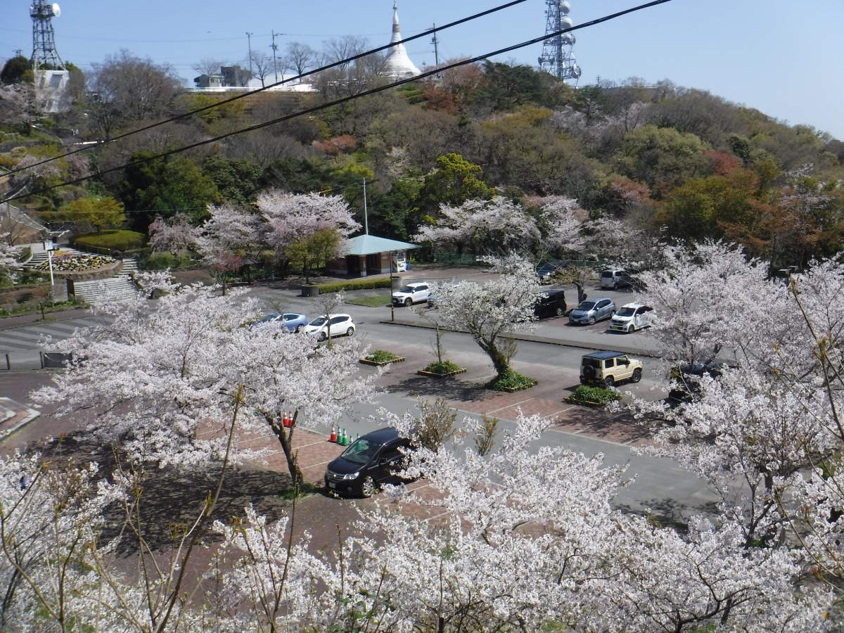 【2025年最新版】徳島のお花見スポット・桜の名所34選