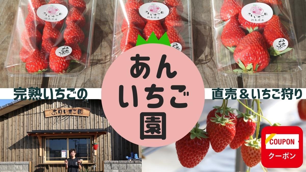 【2022.12月OPEN】あんいちご園（吉野川市）大粒の紅ほっぺをあま～い完熟で、直売＆いちご狩りが楽しめる新スポットが登場