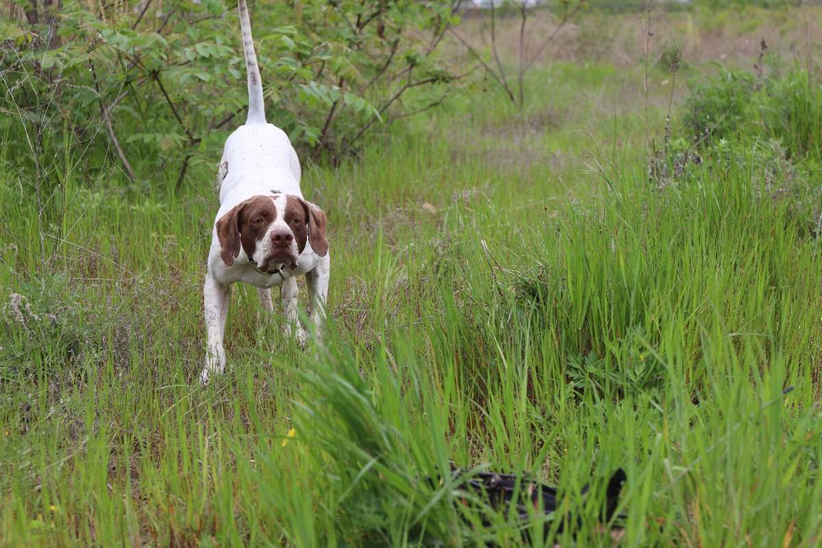 【徳島のすごアニマル】狩猟犬の競技大会で全国１位を獲得！／シーフィールド犬舎・住友佑輔さん