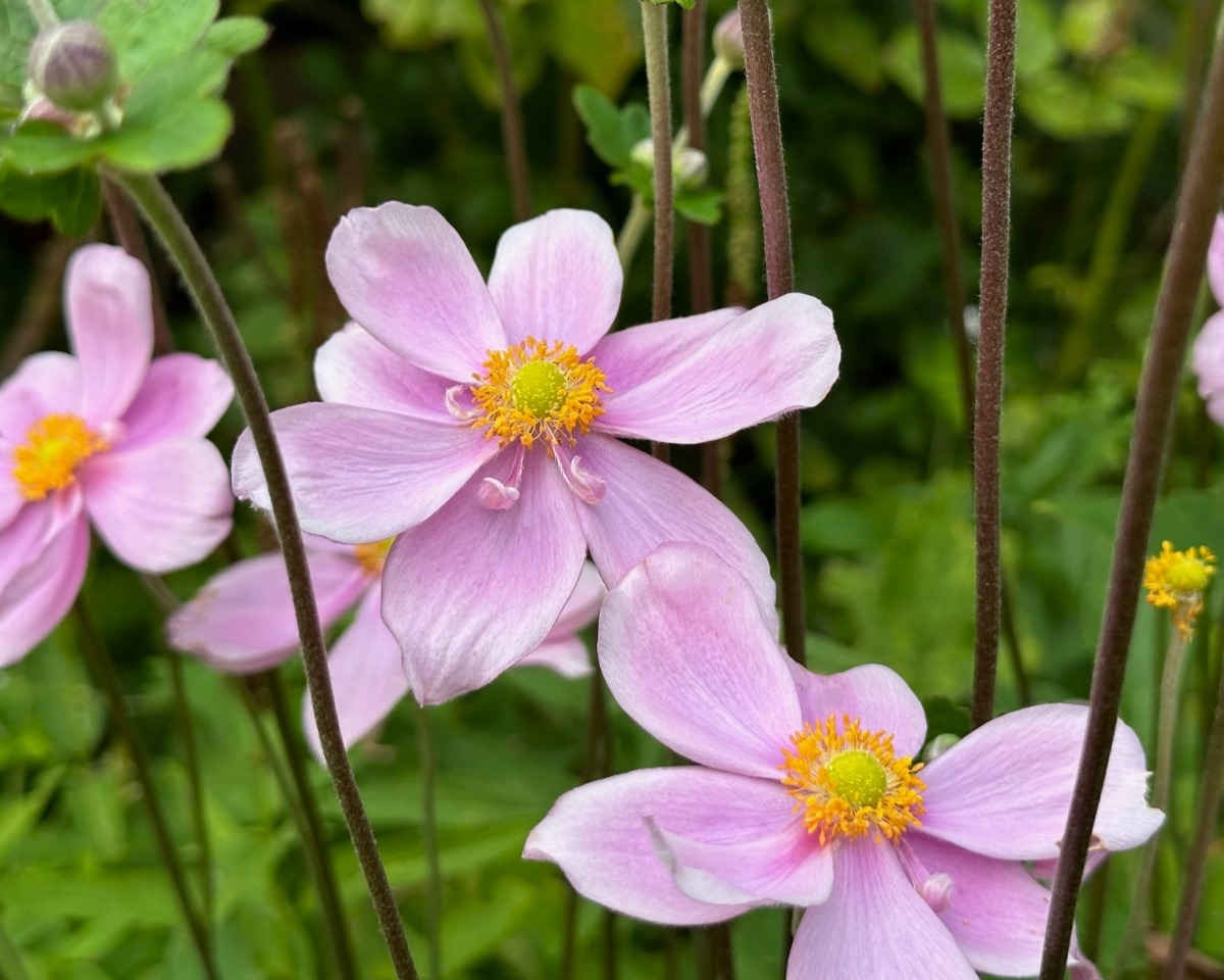 北海道の庭｜今週の花　センニンソウと秋の花