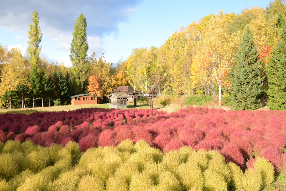 紅葉が見頃!札幌・滝野すずらん丘陵公園『たきの紅葉まつり』10/26(日)まで開催中!