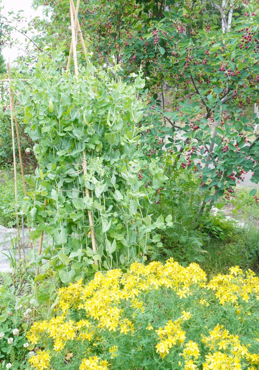 ポタジェ|菜園のデザイン!ハーブの開花と野菜が育つ7月の様子