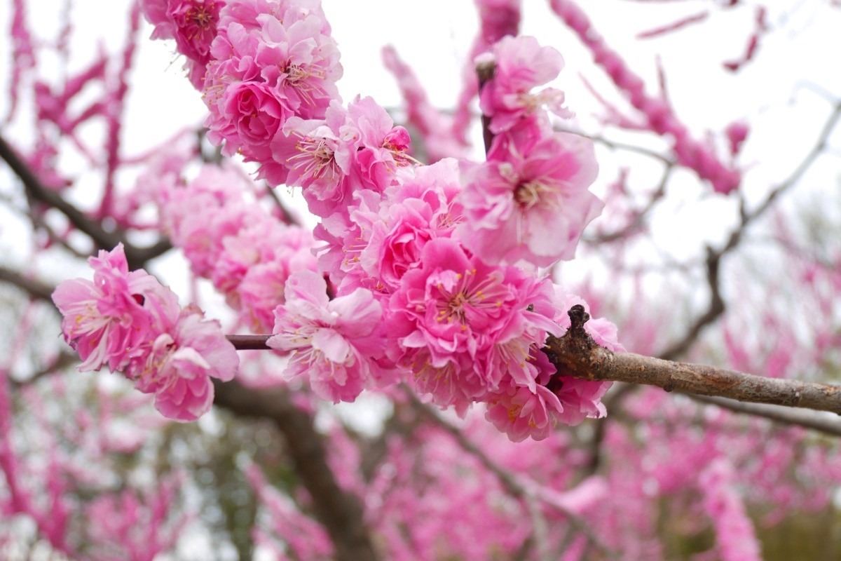 2025 北海道のお花見・桜の名所②｜札幌エリア
