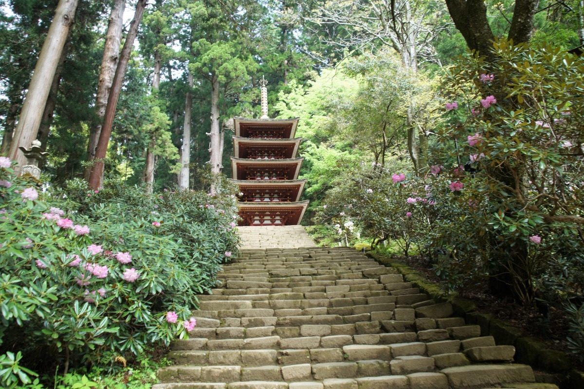 女人高野「室生寺」を彩るしゃくなげが見頃【宇陀市】