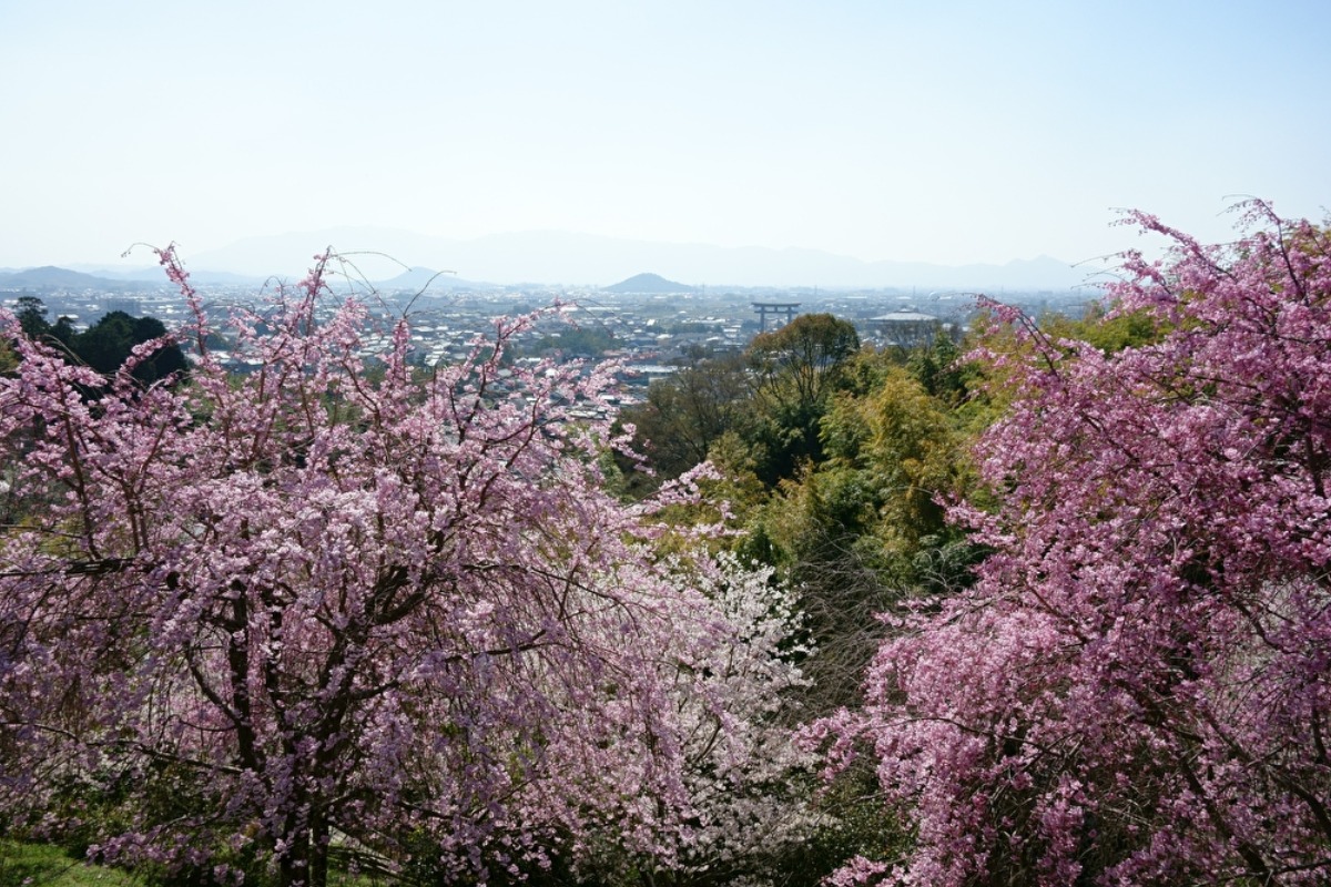 奈良の桜名所・見どころガイド2023（中部エリア編）