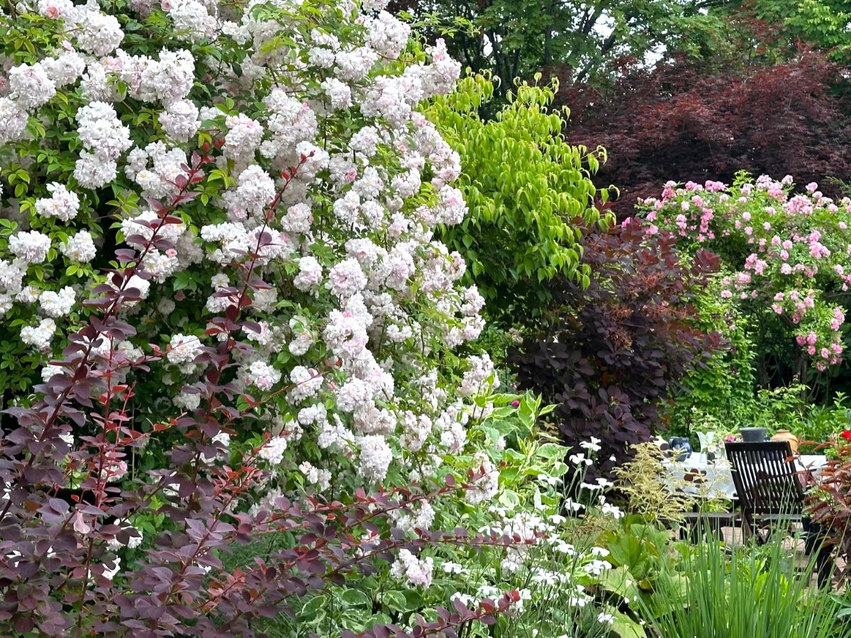 北海道の庭｜今週の花　満開のつるバラ