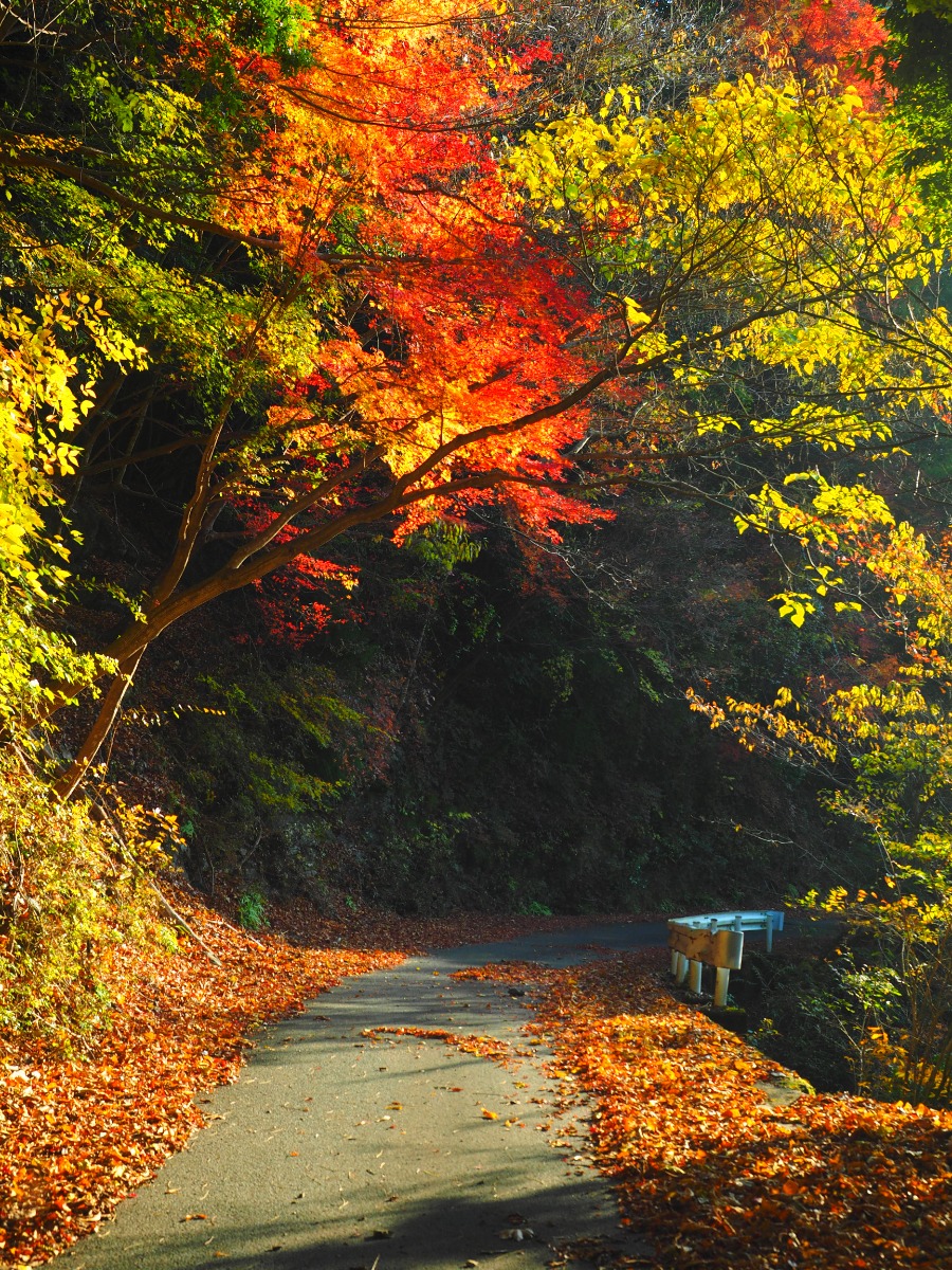 【2024年最新版】徳島の紅葉スポットまとめ