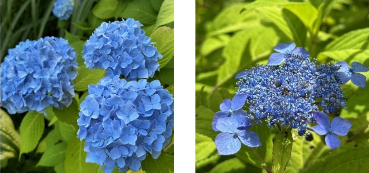 北海道の庭｜今週の花　趣があるアジサイ、華やかなアナベル