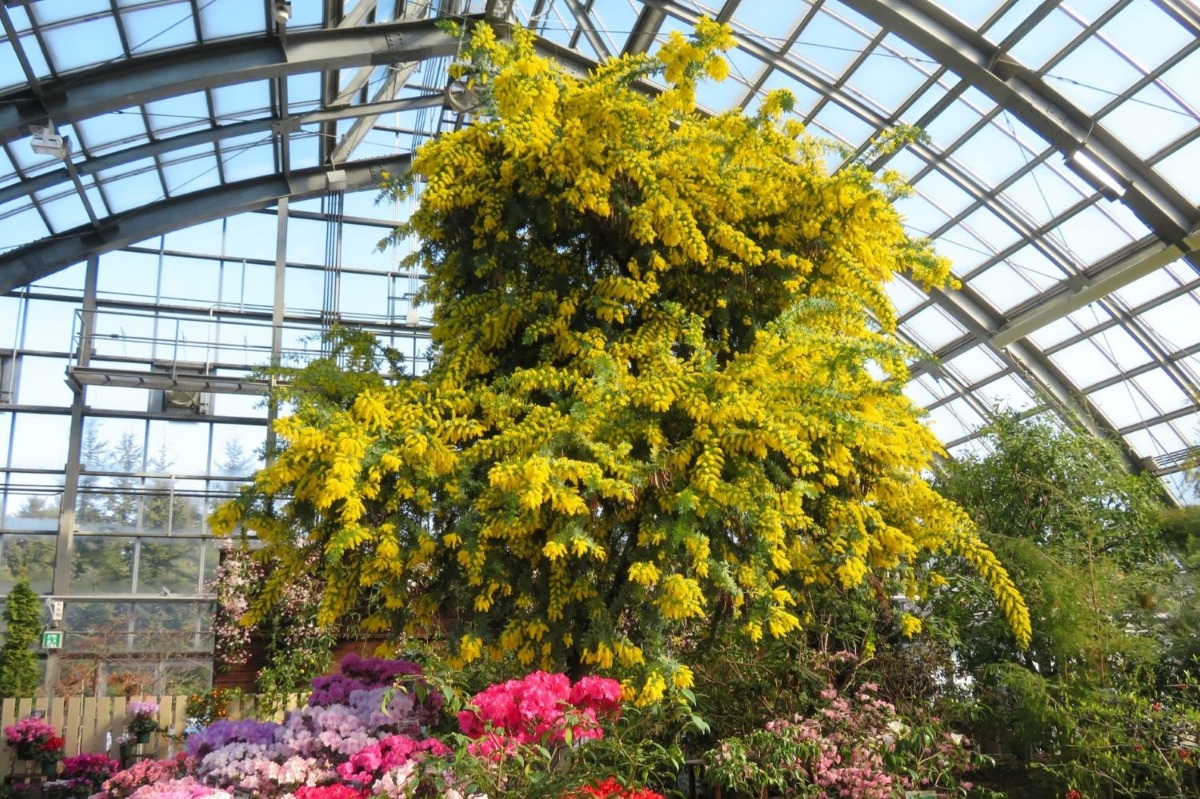 札幌・百合が原公園のひと足早い春！ミモザの花がいよいよ見ごろ