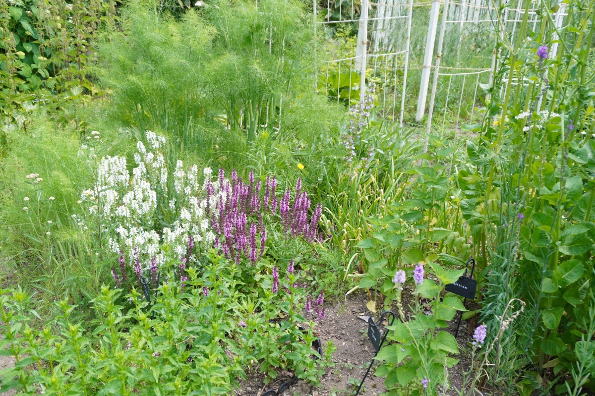 ポタジェ|菜園のデザイン!ハーブの開花と野菜が育つ7月の様子