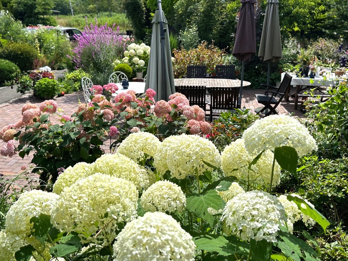 北海道の庭｜今週の花　趣があるアジサイ、華やかなアナベル