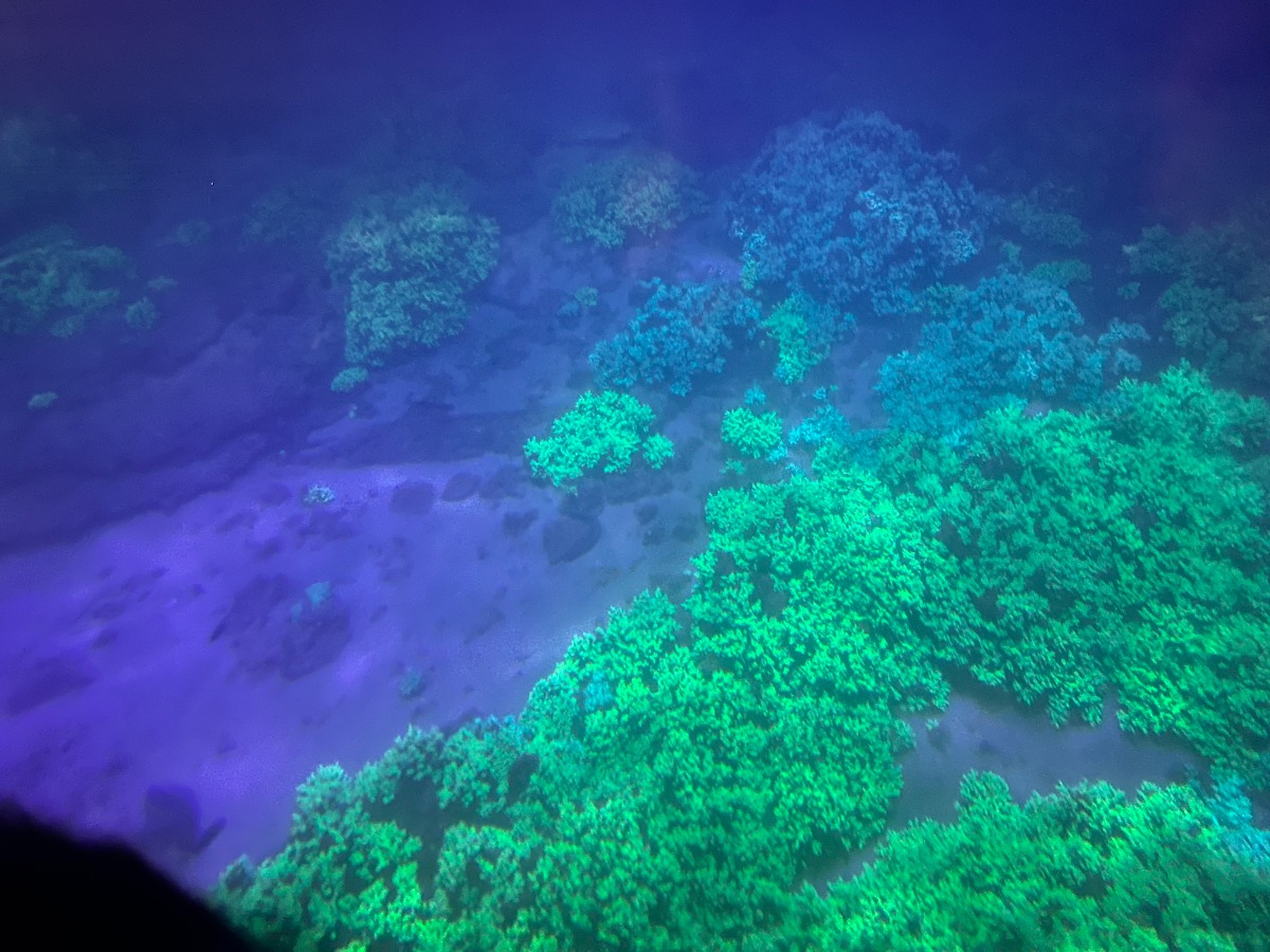 【徳島のおでかけ情報】海中観光船ブルーマリン号の「バレンタインナイトクルーズ2026」ロマンチックな夜の海でステキな思い出を