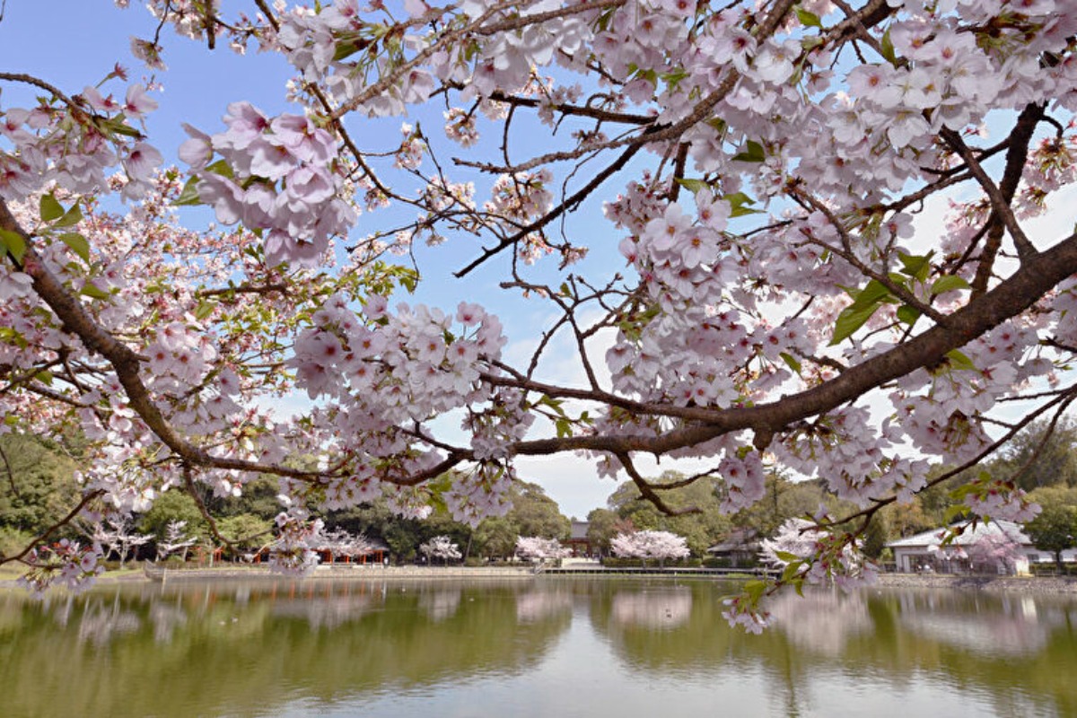 日本建国の地に咲き誇る多彩な桜【奈良の桜2022／橿原神宮／橿原市】