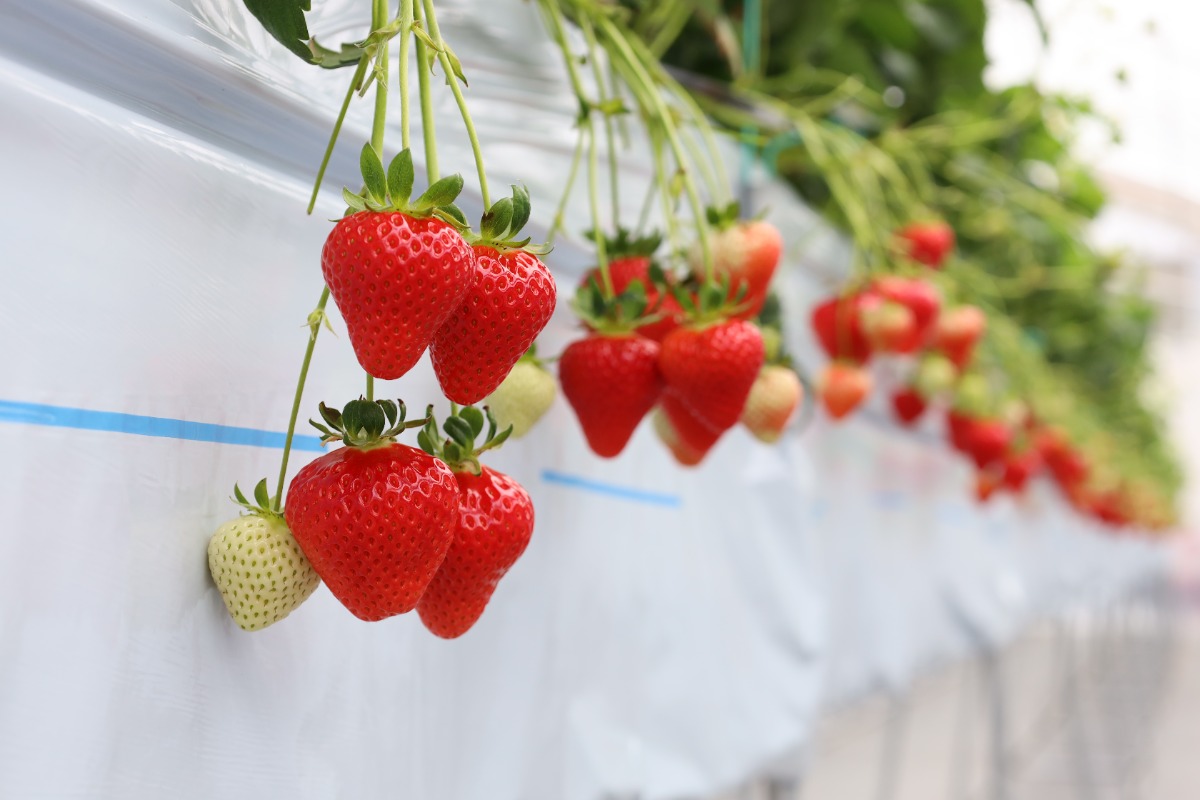 《にし阿波トベリーファーム》東みよし町を「いちごのまち」に！春のおでかけは新オープンのいちご狩りスポットへ