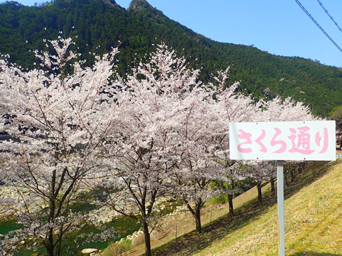 約1.3㎞続く美しい桜並木【奈良の桜2023｜さくら通り｜川上村】