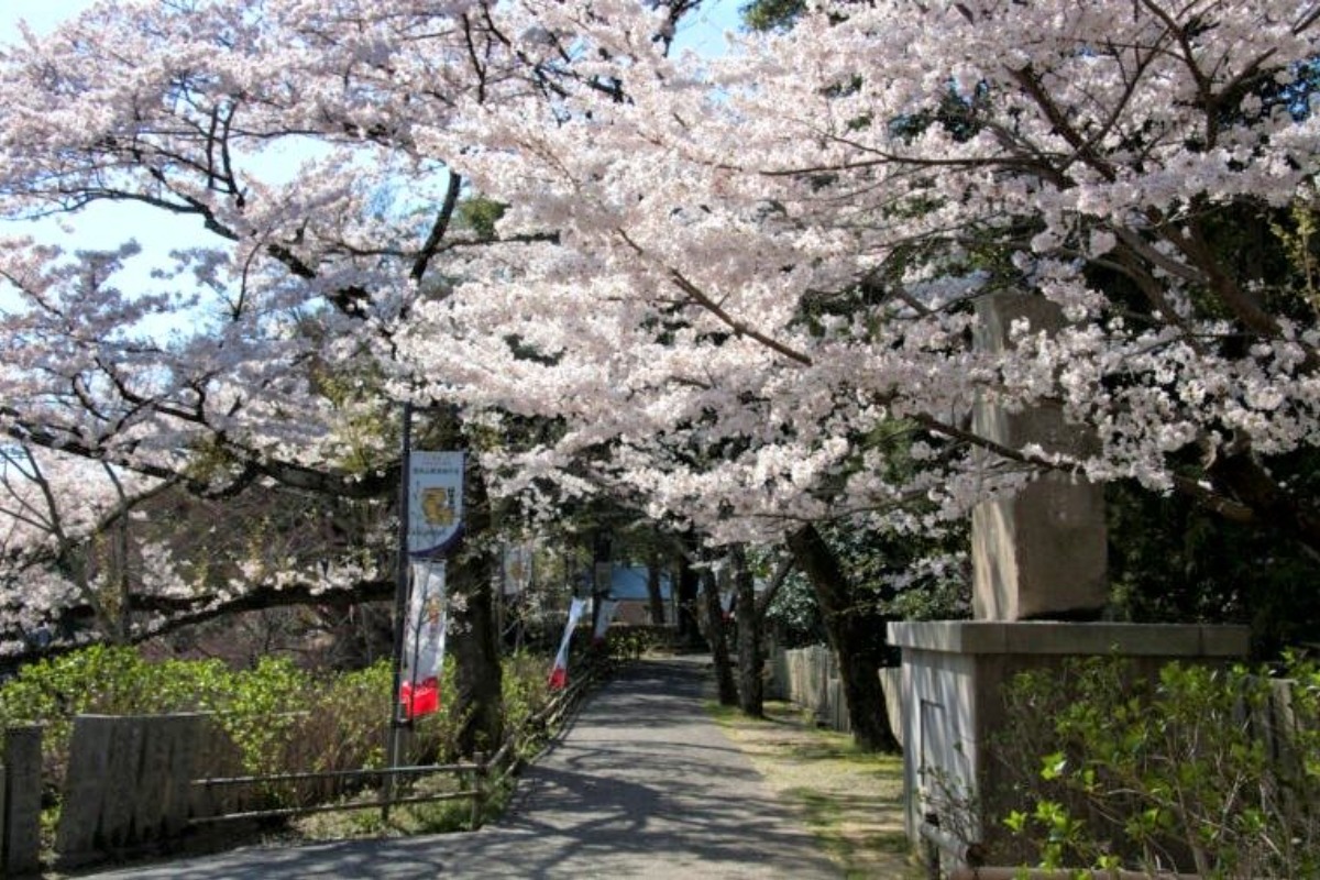 奈良盆地を一望！昼も夜も美しい桜スポット【奈良の桜2022／信貴山朝護孫子寺／平群町】