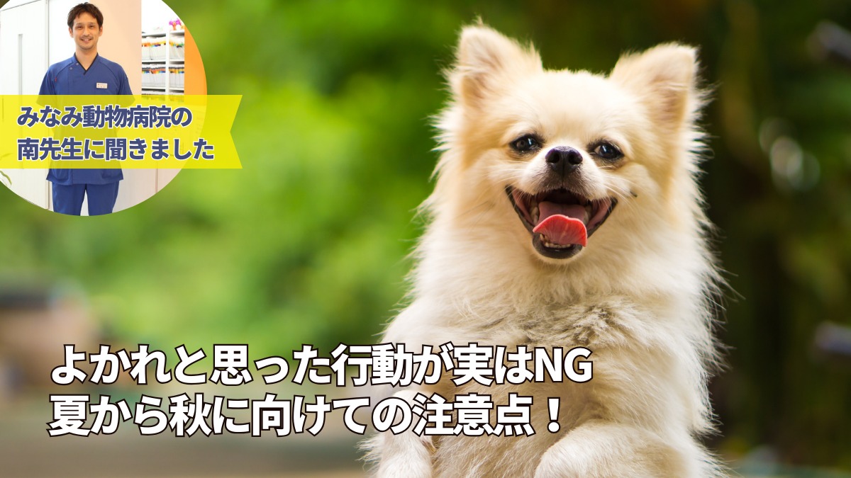 【みなみ動物病院（板野郡藍住町）】よかれと思った行動が実はNG 犬や猫を飼う人に伝えたい夏から秋に向けての注意点！