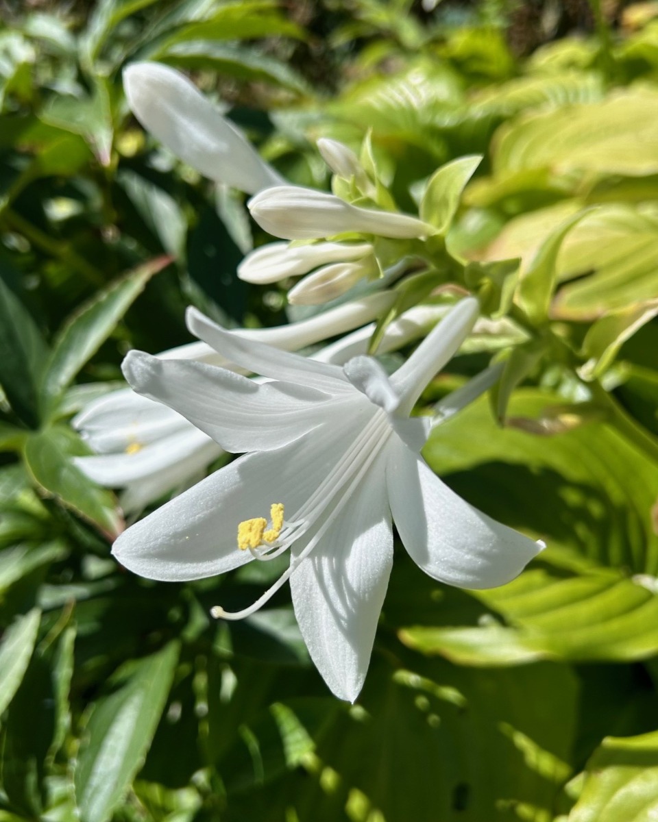 北海道の庭｜今週の花　センニンソウと秋の花