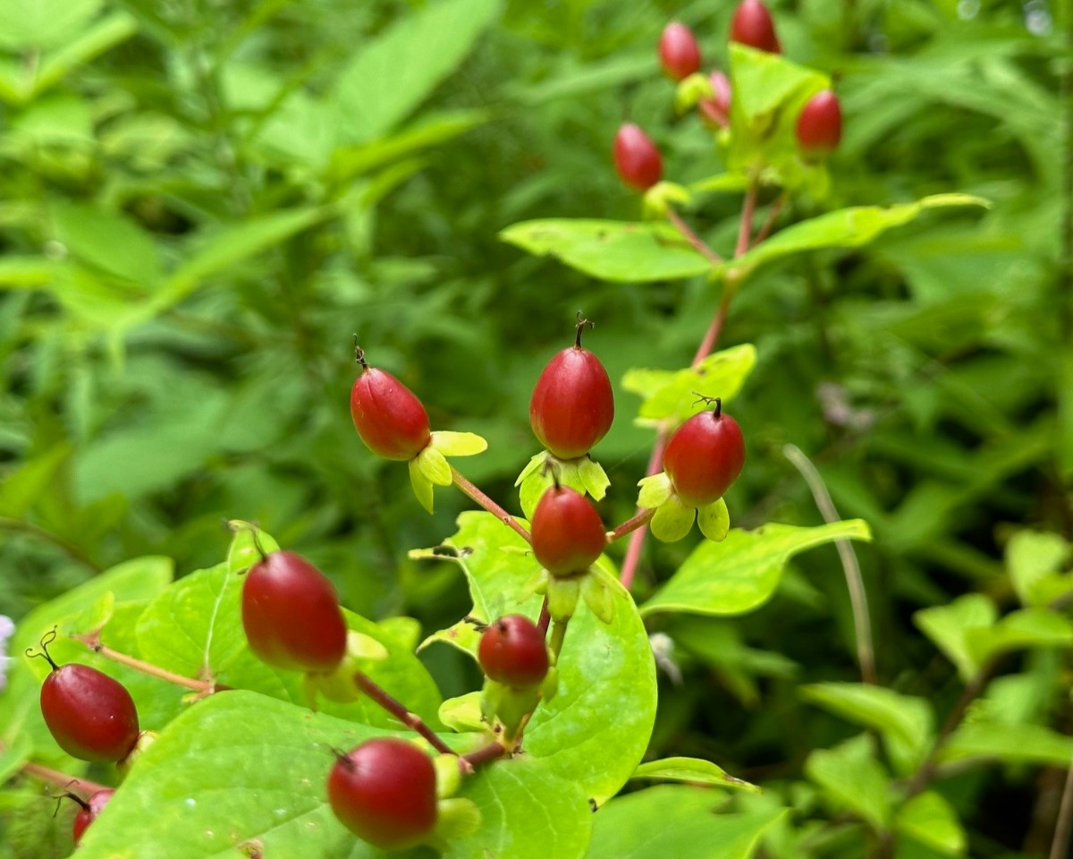 北海道の庭｜今週の花　夏の終わりの‟実もの”たち