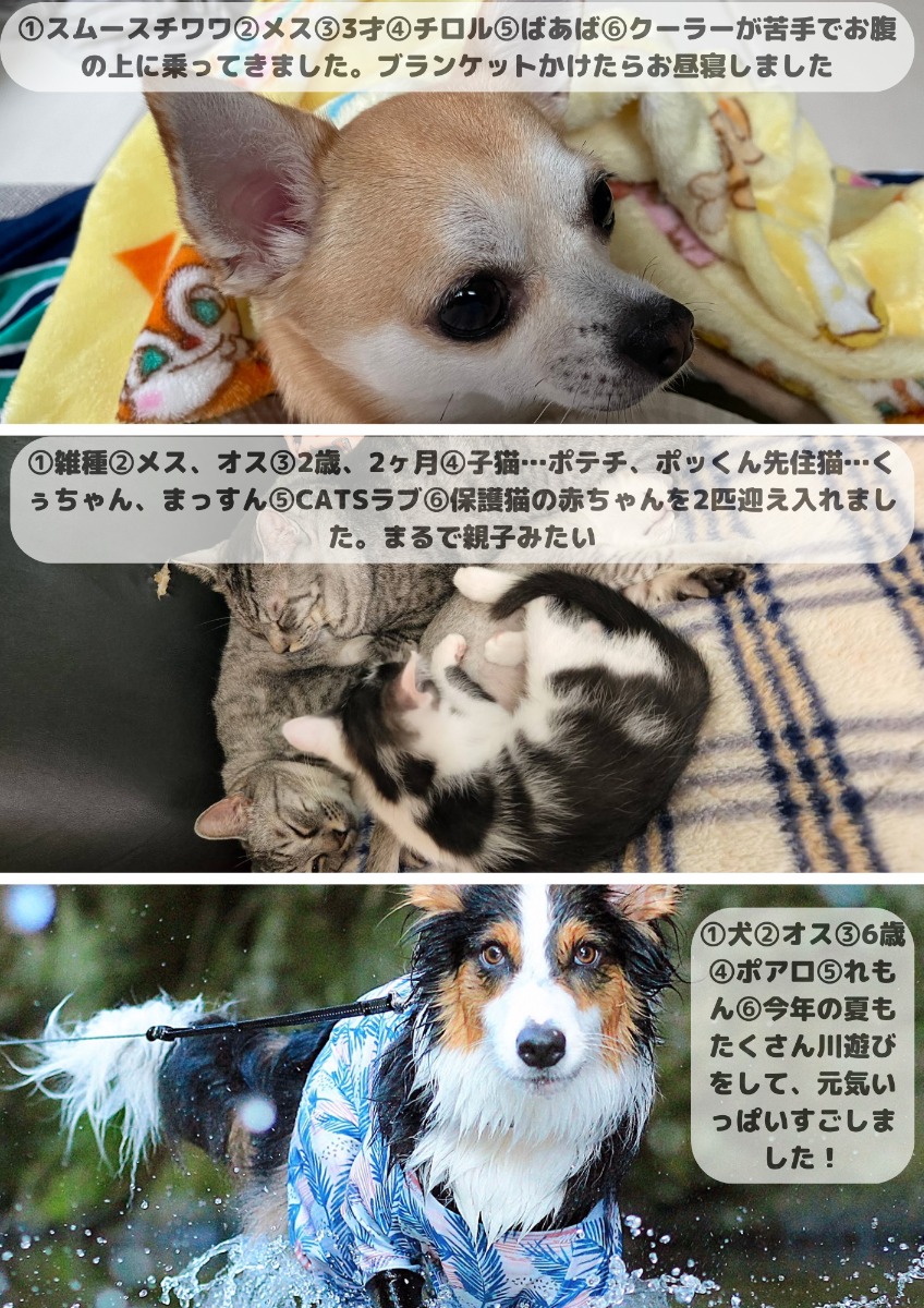 【ペットフォトコンテスト】幸せを呼ぶペットライフ　We LOVE Pet2024年8・9月版