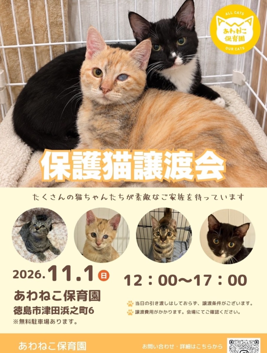 【徳島イベント情報2026】11/1｜保護猫譲渡会＠あわねこ保育園