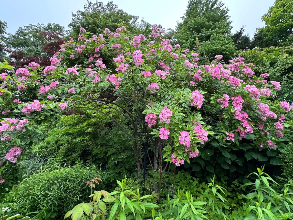 北海道の庭｜今週の花　満開のつるバラ