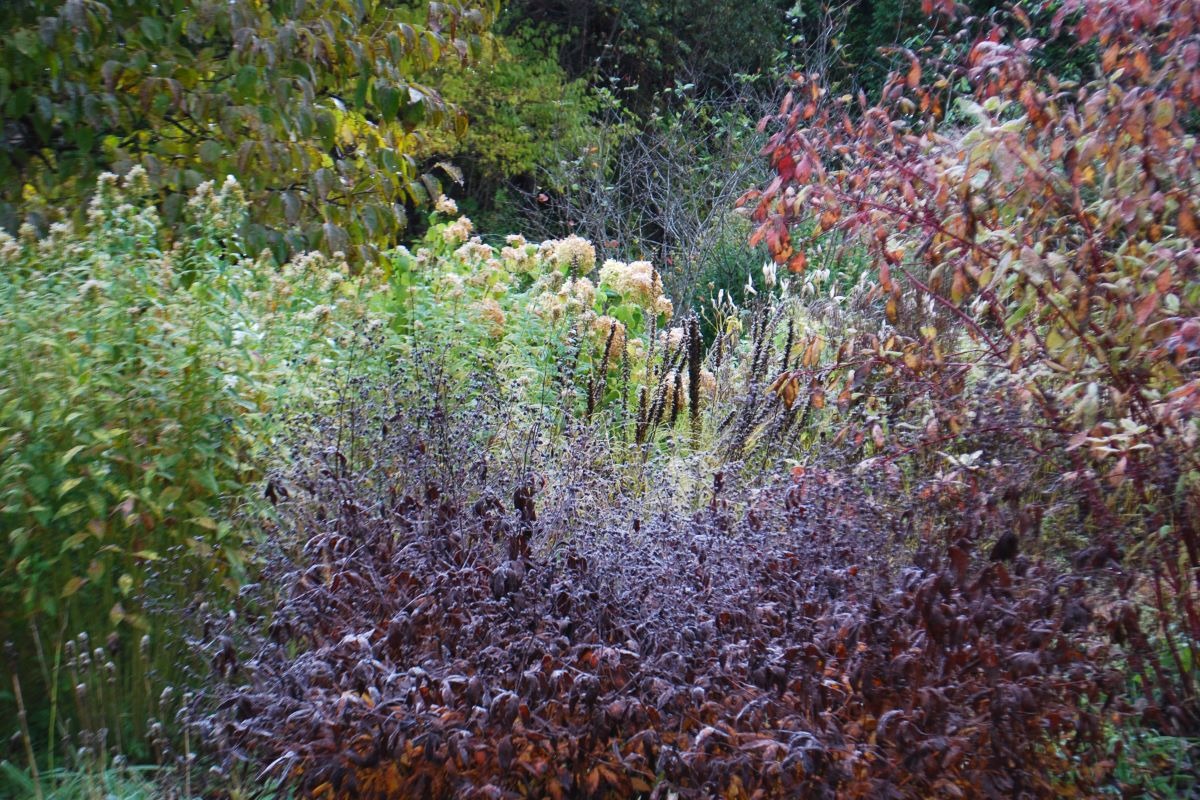 北海道 宿根草の育て方｜10月　株分けや球根の植え込みは今月中に