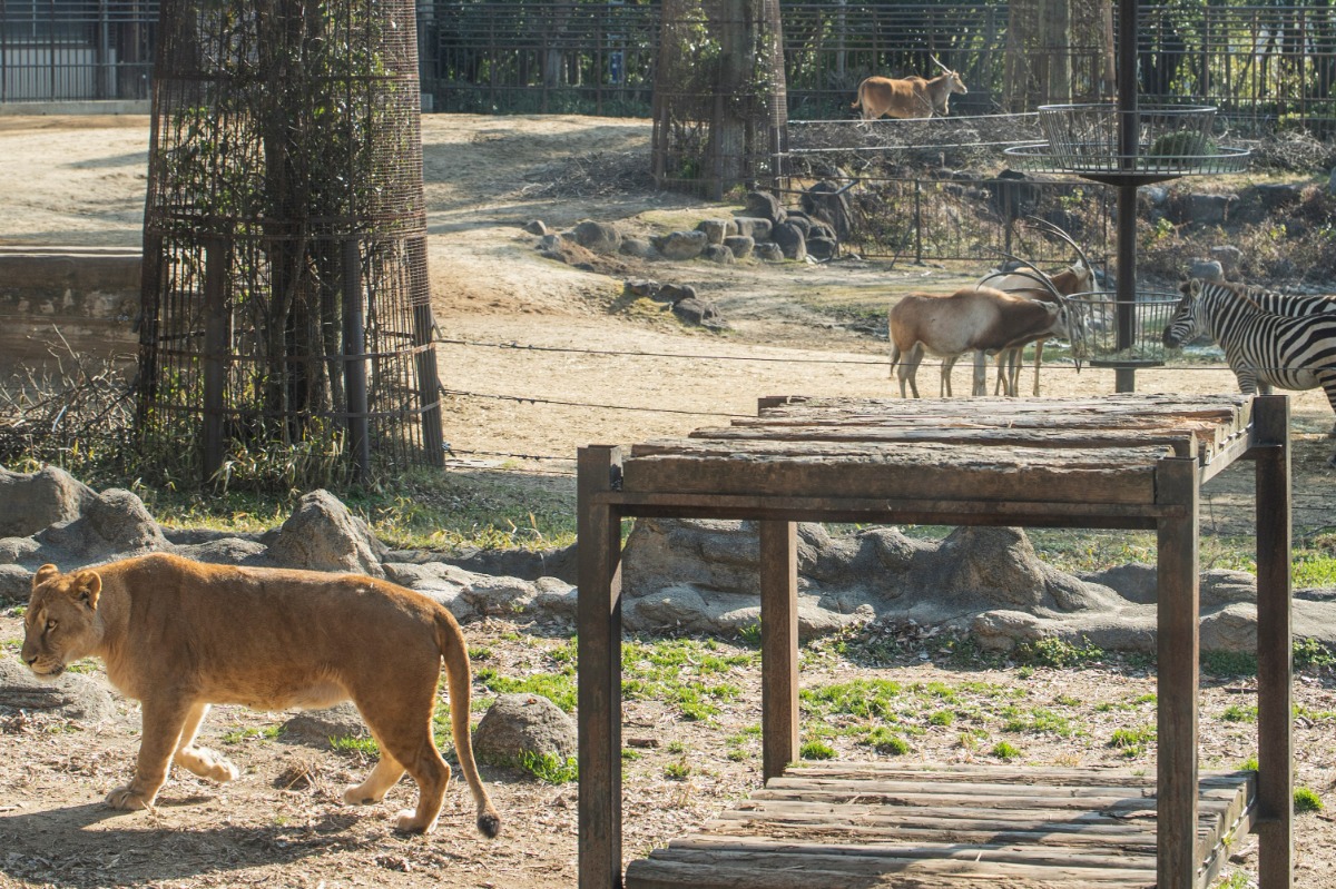 四国の動物園 愛媛県 愛媛県立とべ動物園