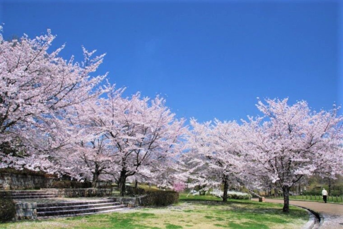 その数約1,000本！季節の花が美しい公園で楽しむ桜【奈良の桜2023｜馬見丘陵公園｜広陵町・河合町】