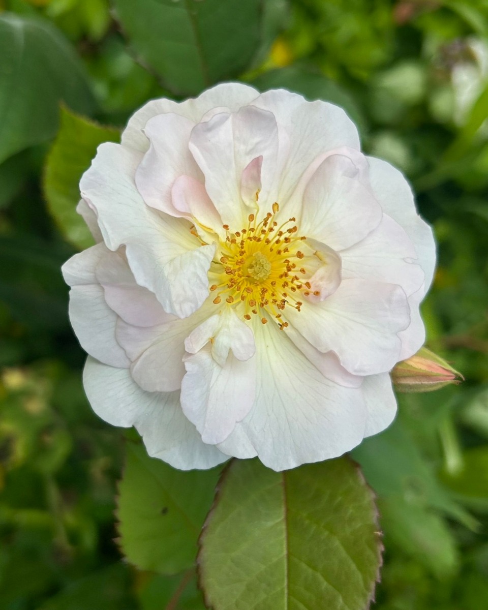 北海道の庭｜今週の花　バラの季節