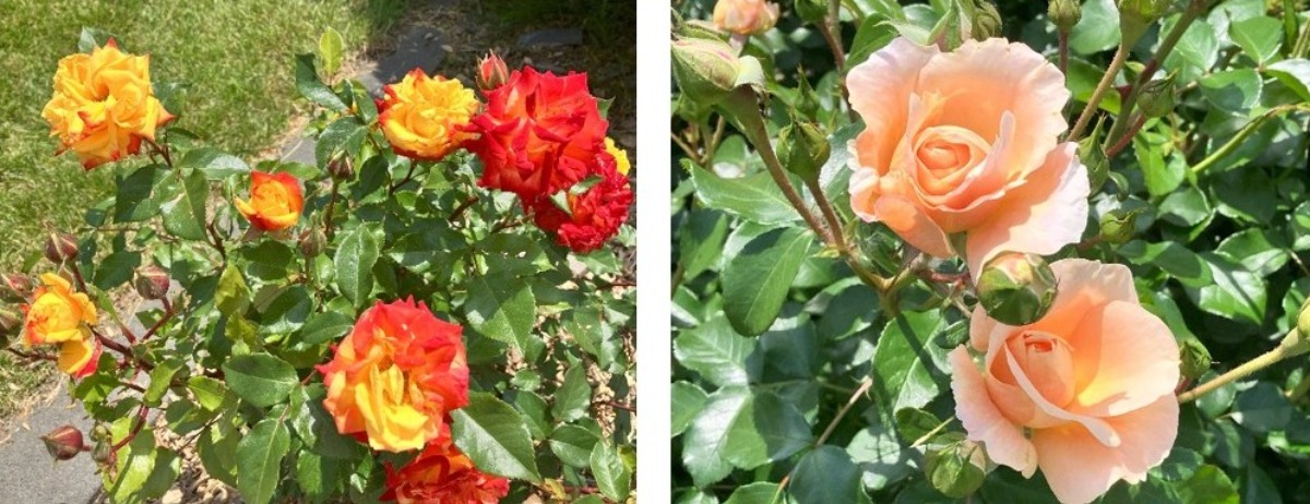 大通公園のバラが見ごろ!サンクガーデンで花と香りを感じて
