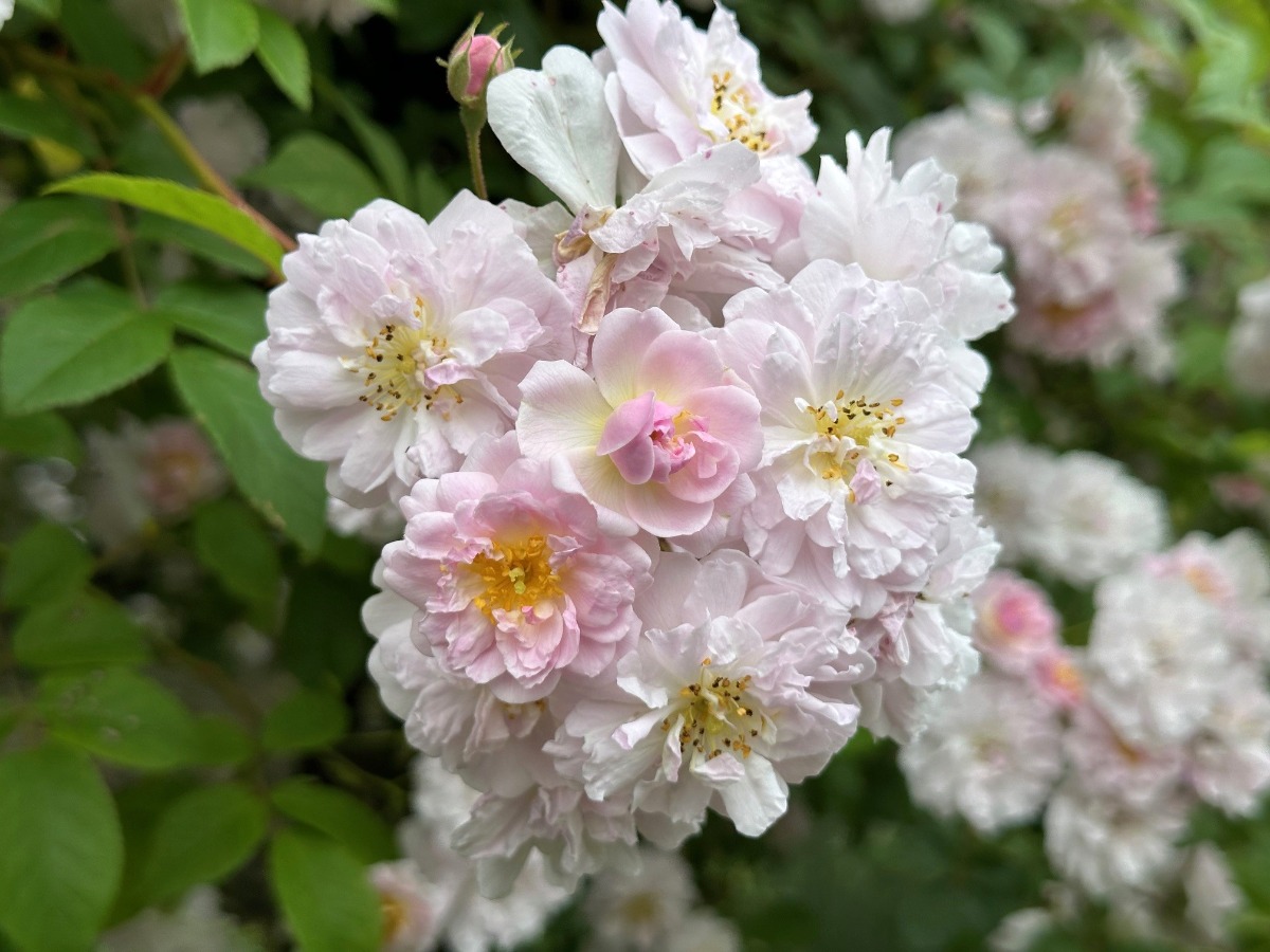 北海道の庭｜今週の花　満開のつるバラ