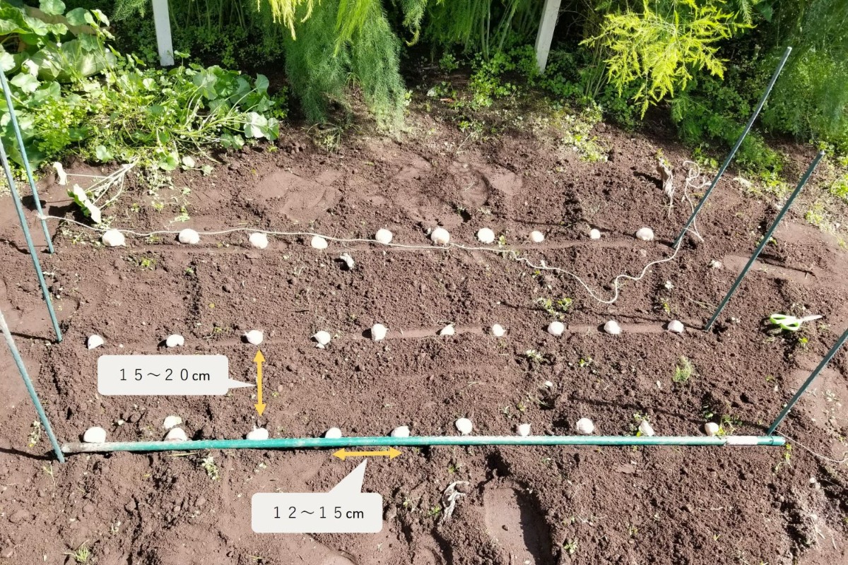 ポタジェ｜収穫は来シーズン！秋からが適期の「ニンニク栽培」