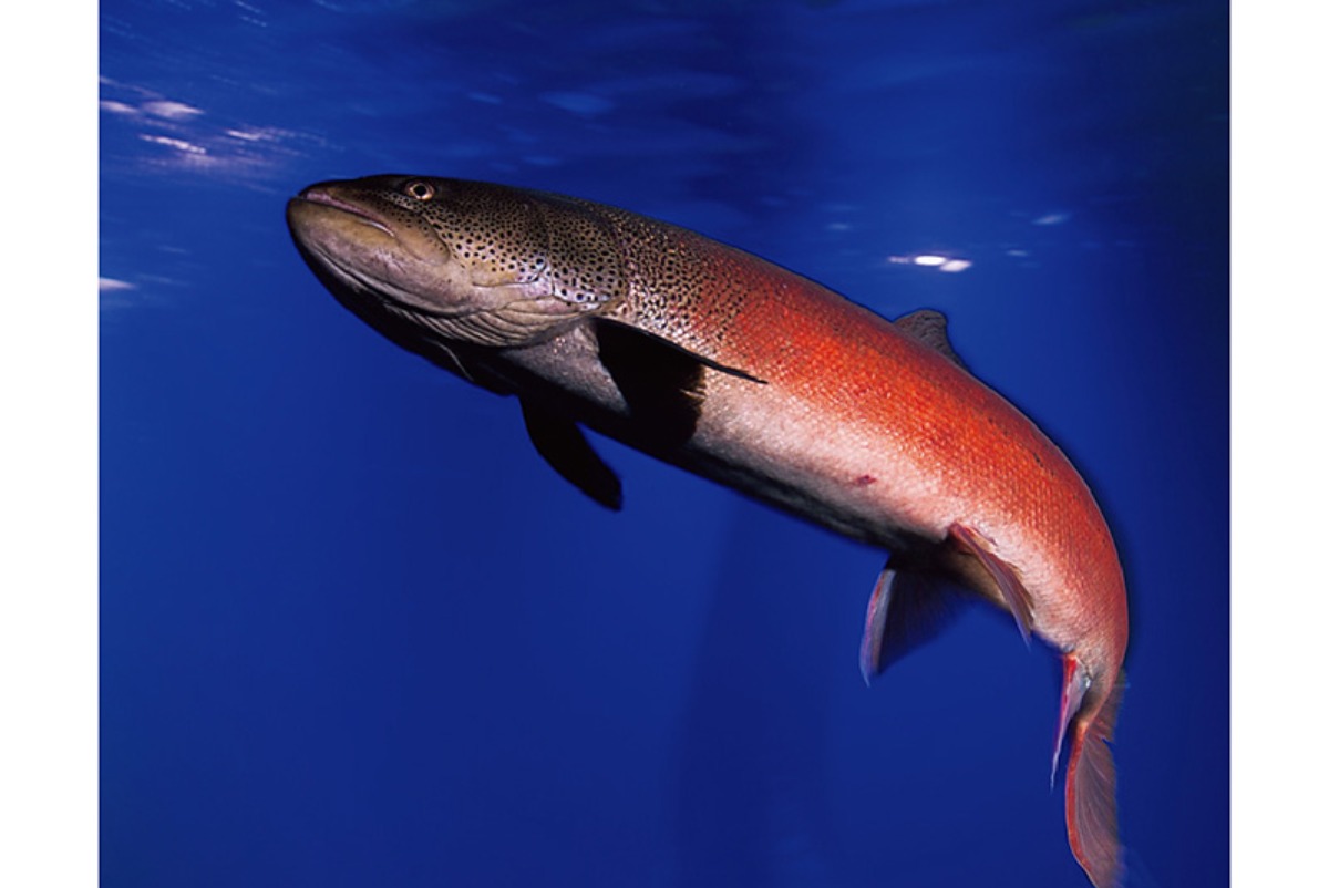 春から夏のオホーツク案内｜北見市　春はツツジ、夏には和ハッカと、 香りと色彩に包まれるまち