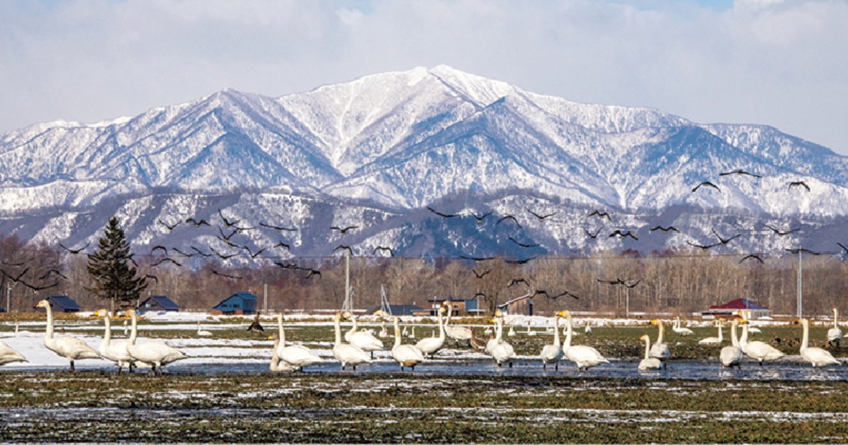 北海道、冬の遊び方。｜中札内村
