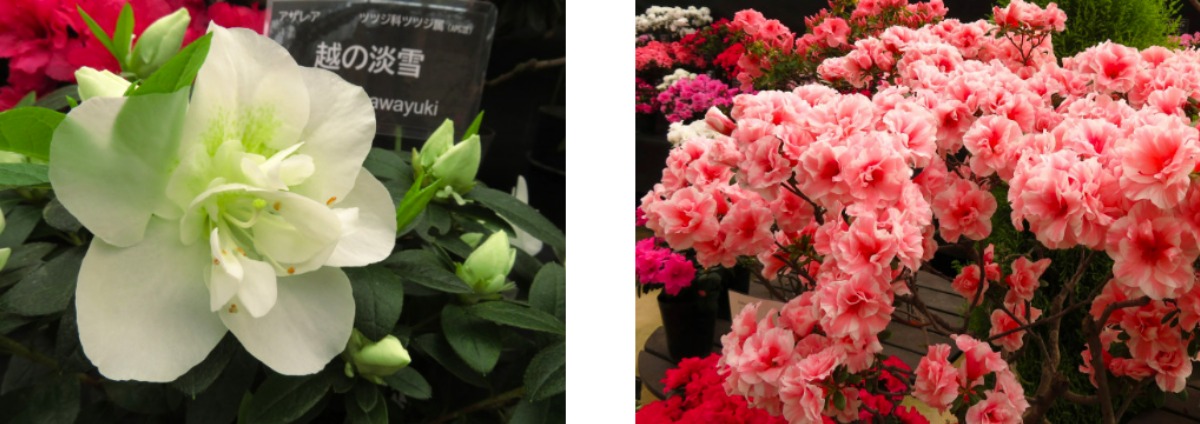 【PR】札幌・百合が原緑のセンターで、ひと足早い“春の花”を楽しもう！