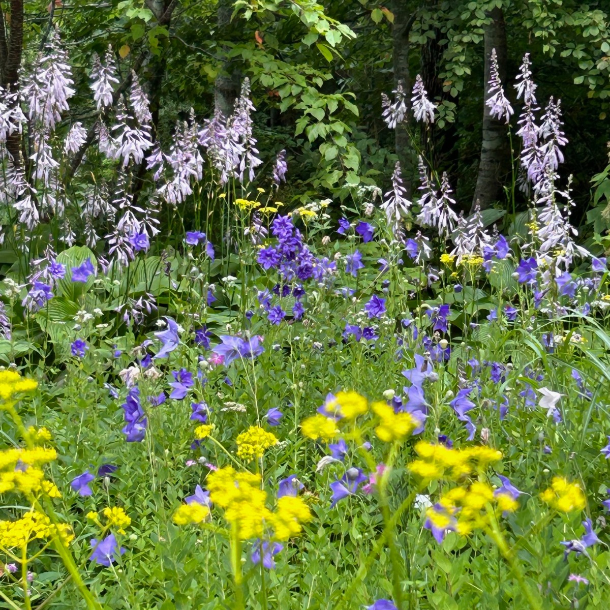 北海道 宿根草の育て方|8月 夏を乗り切るケアと秋へつなぐ準備