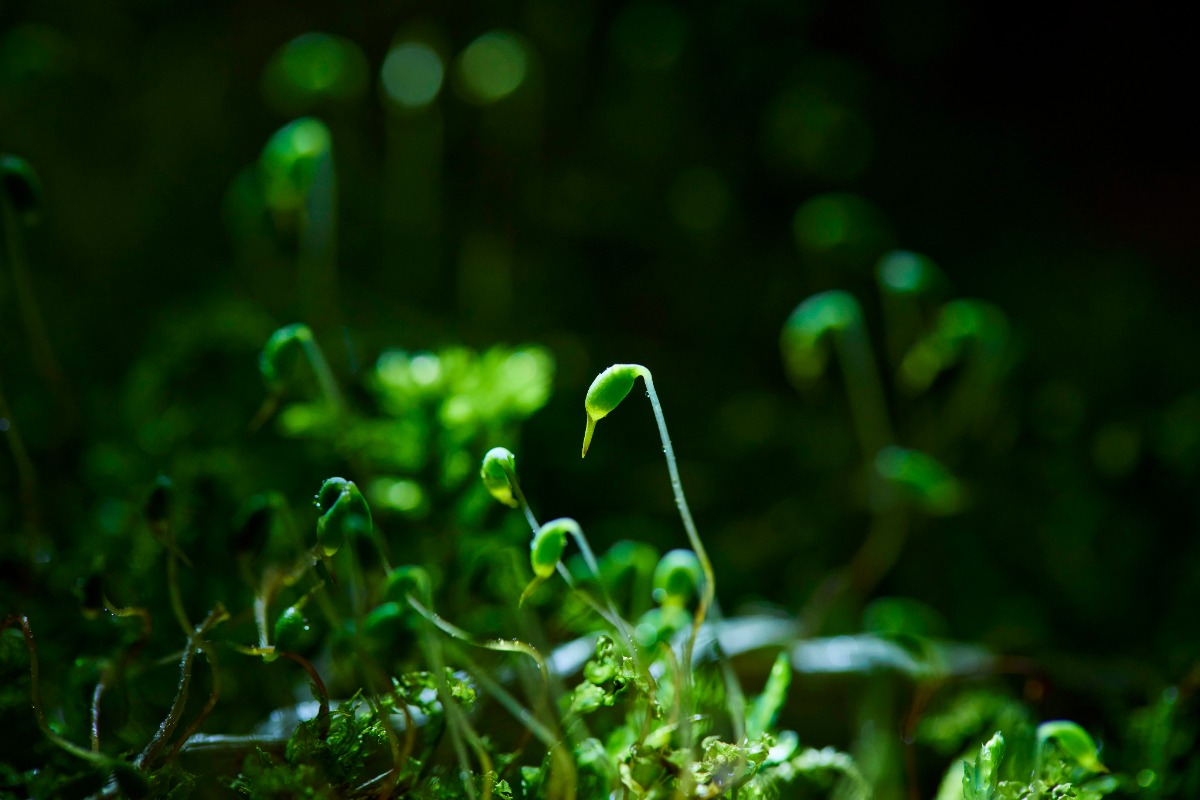 奥入瀬渓流｜花咲く苔を愛でる「春のお苔見」今年も実施