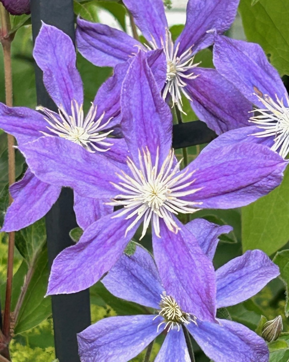 北海道の庭｜今週の花　今が盛りのクレマチス！