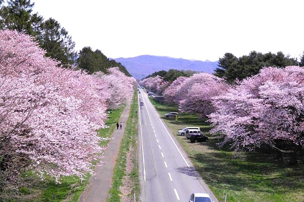 2025 北海道のお花見・桜の名所 ③｜登別・静内ほか各地