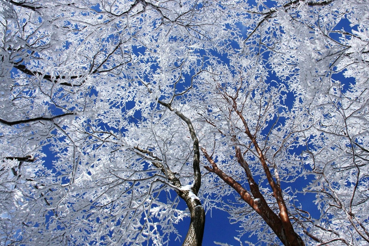 厳冬期限定の幻想的な光景！自然が生みだす芸術「霧氷」のシーズン到来！【御杖村】