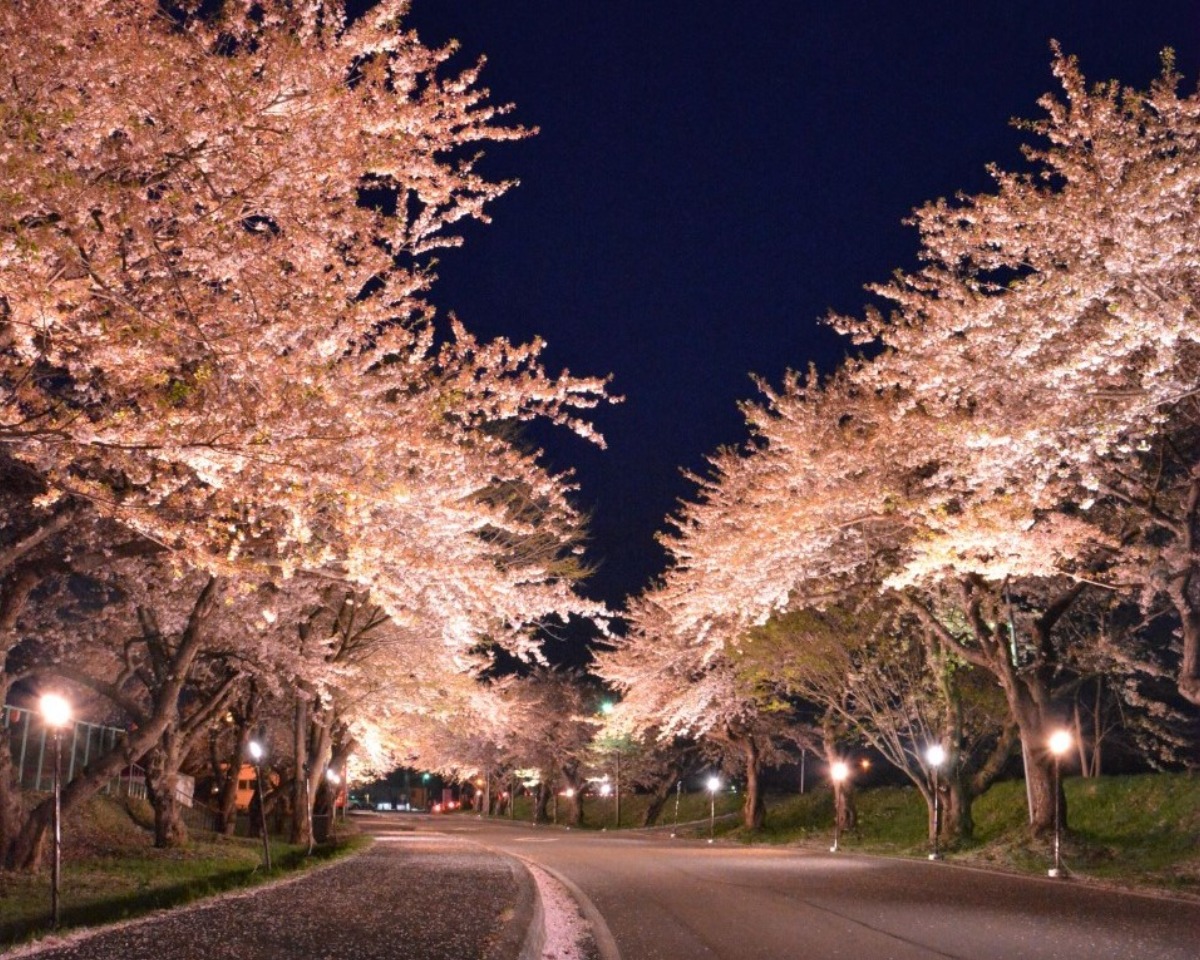 2025 北海道のお花見・桜の名所 ①|函館エリア